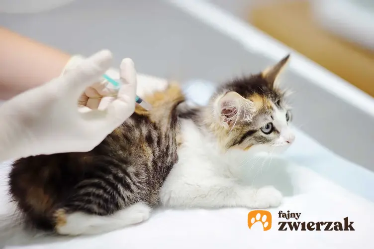 Szczepienie kota w gabinecie u weterynarza, a także terminy, rodzaje szczepień i ceny