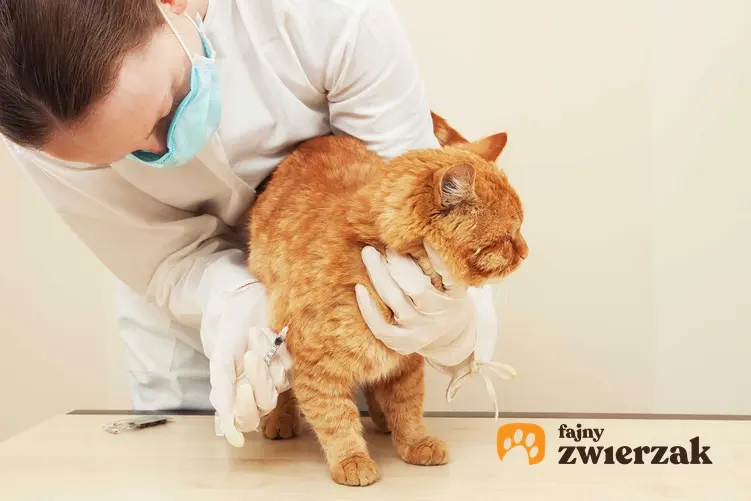 Szczepienie kota u weterynarza, czyli koszt szczepień oraz terminy szczepień dla kotów