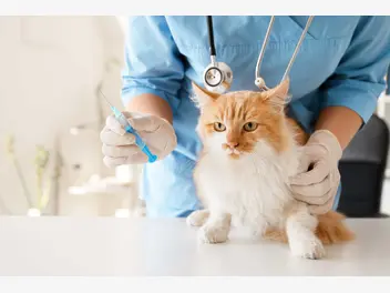 Ilustracja artykułu jaka jest cena szczepienia kota? poznaj cennik zalecanych szczepień