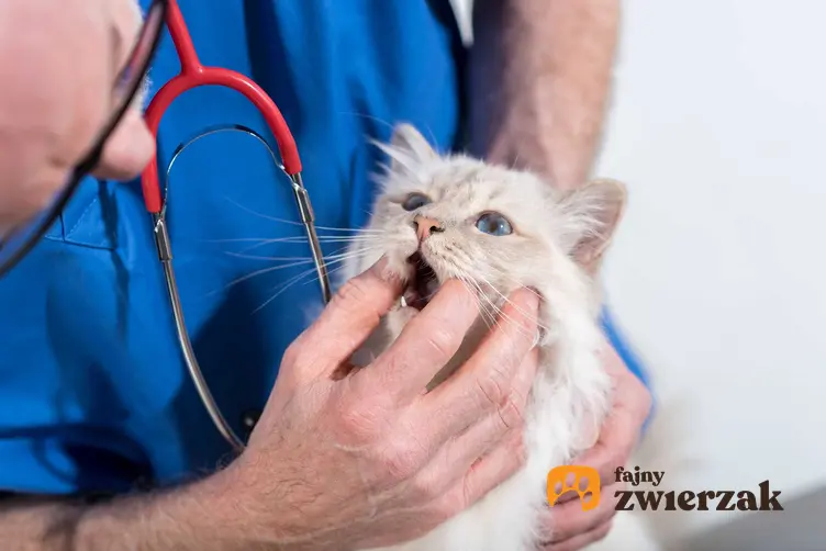 Kot leczony na zapalenie dziąseł, a także objawy choroby, przyczyny, powikłania i diagnoza