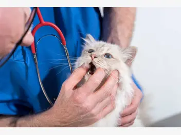 Ilustracja artykułu zapalenie dziąseł u kota – objawy, przyczyny, metody leczenia, zapobieganie