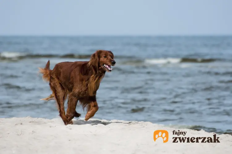 Pies rasy wyżeł irlandzki na plaży, a także jego charakter, wychowanie, opis i cena