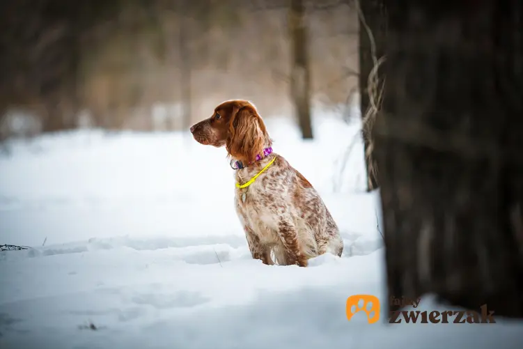 Pies rasy wyżeł rosyjski na śniegu, a także jego charakter, wychowanie, opis i cena