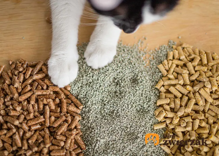 Różne rodzaje żwirku dla kota na podłodze, a także rodzaje, składy, ceny i opinie właścicieli