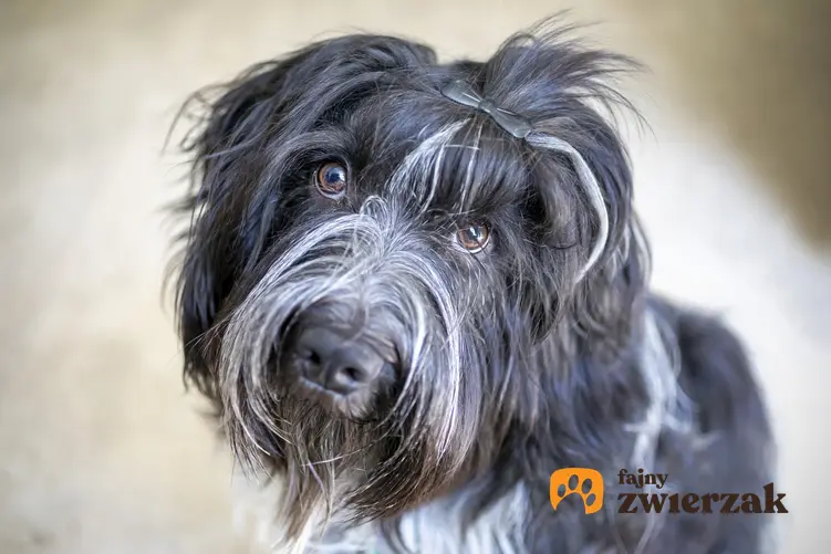 Pies rasy Schapendoes na zdjęciu portretowym, a także jego charakter, cena, usposobienie i hodowla