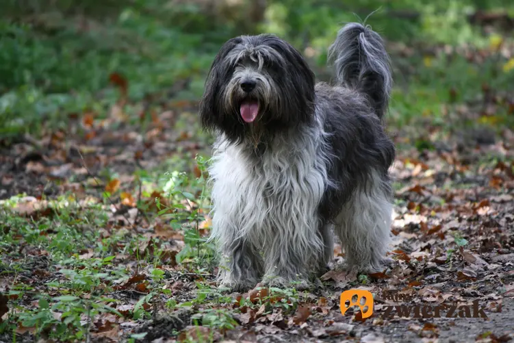 Pies rasy Schapendoes na łonie natury, a także jego charakter, hodowla, wychowanie i cena za szczeniaki