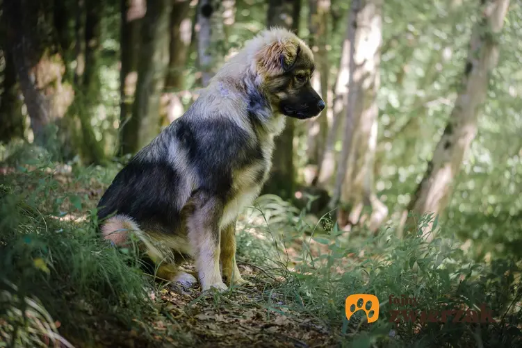 Pies rasy owczarek kraski na łonie natury, a także jego charakter, hodowla, wychowanie i cena za szczeniaki