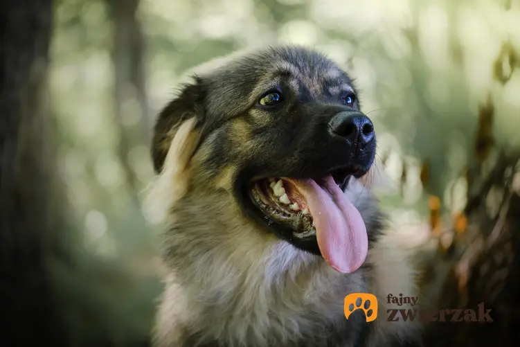 Pies rasy owczarek kraski na zdjęciu portretowym, a także jego charakter, cena, usposobienie i hodowla