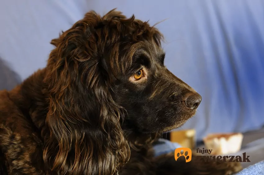 Boykin spaniel portret szczeniaka