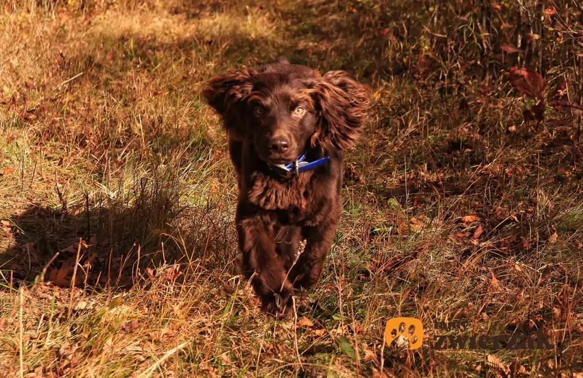 Boykin spaniel w naturze