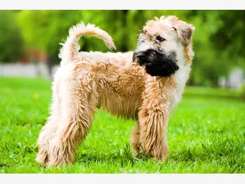Ilustracja artykułu irish soft coated wheaten terrier - opis, charakter, zdjęcia, opinie