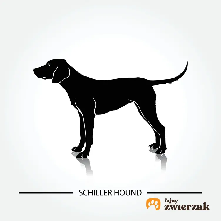 Pies rasy ończy Schillera z profilu na grafice, a także jego charakter, cena, usposobienie i hodowla