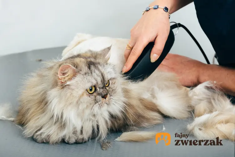 Kot podczas strzyżenia trymerem, a także poelcany trymer dla kota długowłosego i krótkowłosego
