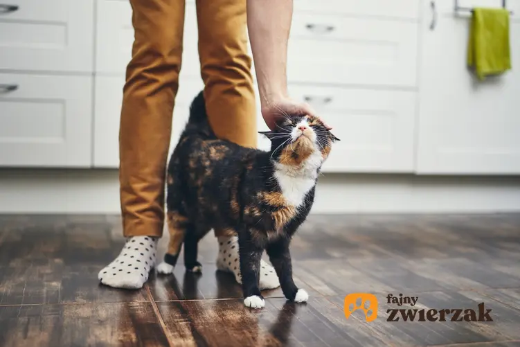 Kot przy nogach właściciela w kuchni, a także długość życia kota, czyli ile żyją koty