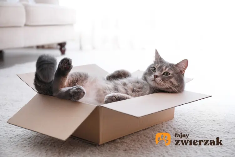 Kot leżący w kartonie w salonie, a także długość życia kota, czyli ile żyją koty