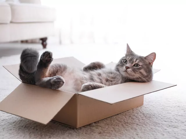 Przeciętna długość życia kota