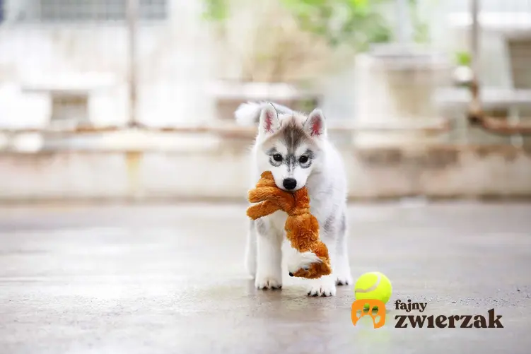 Mały pies niosący w pysku zabawkę i leżąca obok piłka, a także najlepsze zabawki dla małych psów krok po kroku