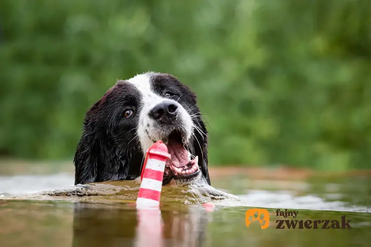Pies bawiący się w aportowanie w wodzie, a także najlepsze propozycje zabaw dla dużych psów, pomysły i inspiracje
