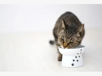 Ilustracja artykułu karma purizon dla kota – opis, skład, cena, opinie