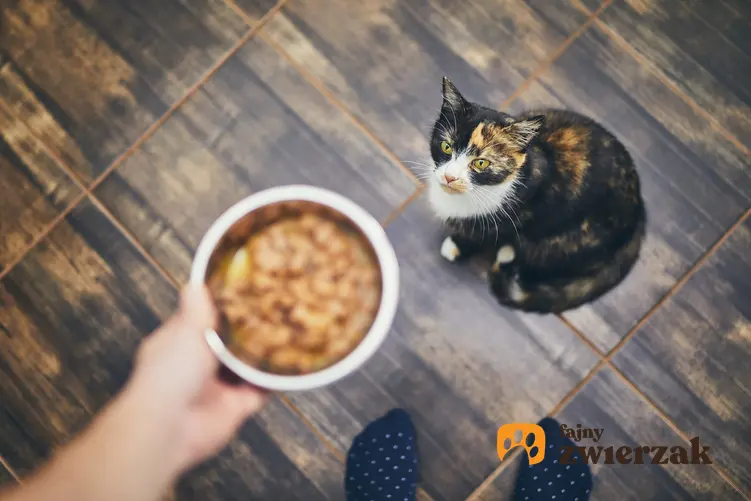 Kot jedzący karmę z miski oraz dla karma dla kota Purizon, jej rodzaje, cena i skład