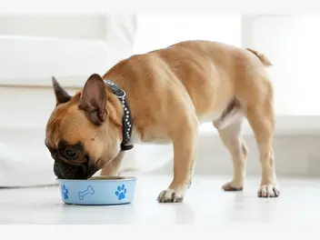 Ilustracja artykułu karma dla psa z biedronki – rodzaje, skład, ceny