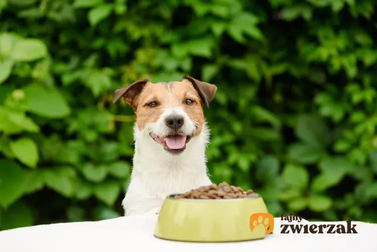 Pies podczas karmienia przy stole, a także karma dla psa Eukanuba Dermatosis, jej skład, rodzaje i dawkowanie