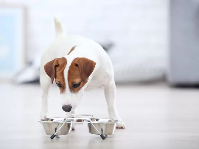 Eukanuba Dermatosis: rodzaje, skład, cena