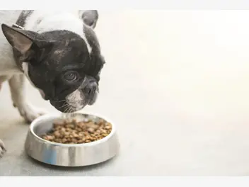 Ilustracja artykułu karma dla psa bozita – rodzaje, skład, ceny, opinie