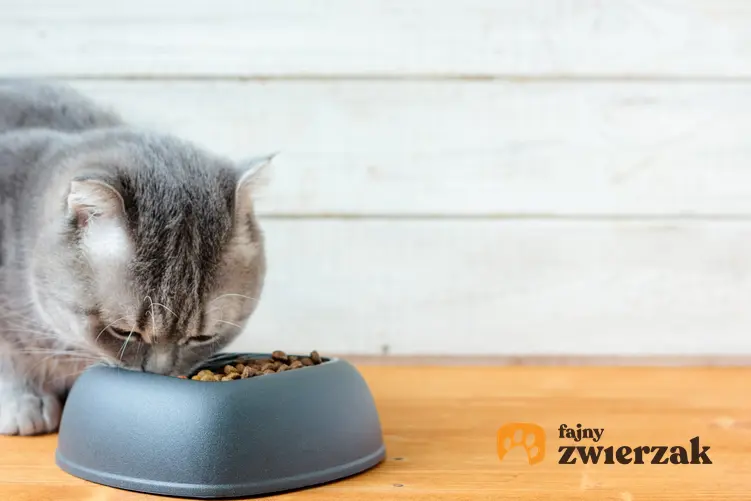 Kot jedzący karmę z miski oraz dla karma dla kota Sheba, jej rodzaje, cena i skład