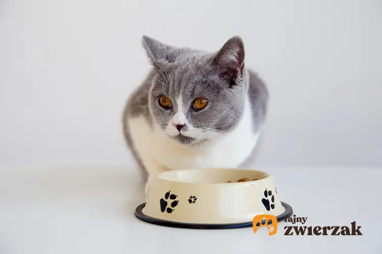 Kot przy misce z jedzeniem, a także żywienie barf dla kota krok po kroku i przepisy