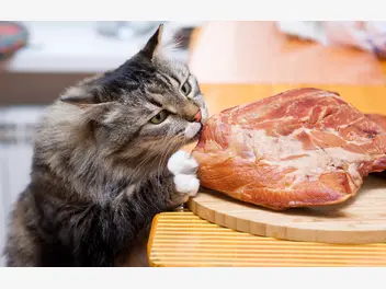 Ilustracja artykułu żywienie barf dla kota – opis, karmy, porady praktyczne