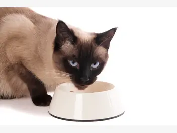 Ilustracja artykułu karma dla kotów feringa – opis, skład, cena, opinie