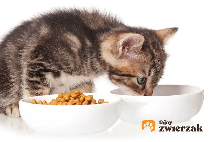 Kot przy misce z karmą, a także karma dla kota Miamor, jej skład i dawkowanie