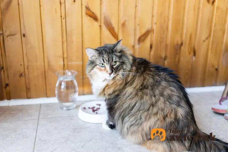 Kot jedzący karmę z miski oraz dla karma dla kota Miamor, jej rodzaje, cena i skład