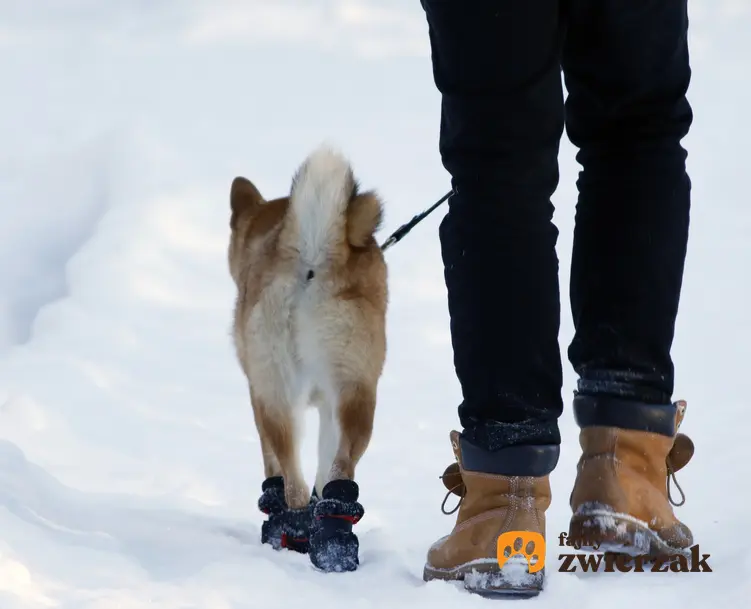 Pies w bucikach z właścicielem na śniegu, a także jakie buciki dla psa na zimę wybrać