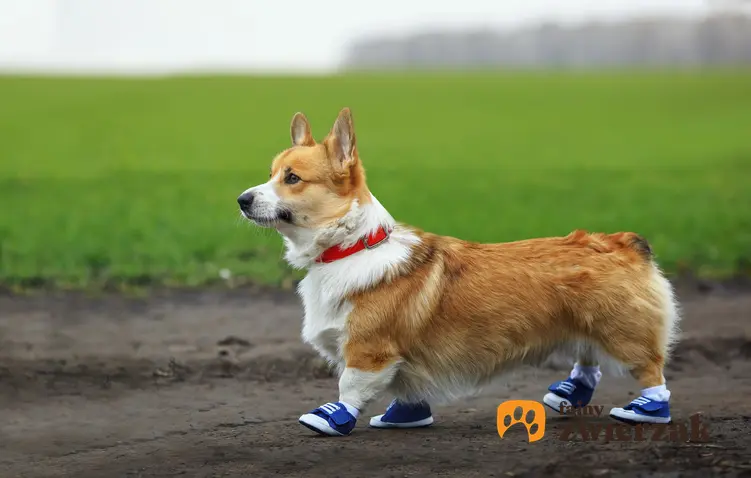 Pies w butach na tle zieleni, a także polecane buciki dla psa na zimę, rodzaje i ceny