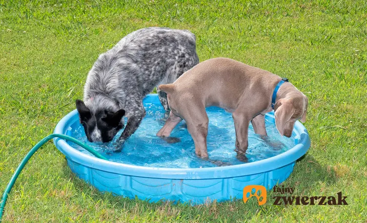 Basen dla psa i dwa duże psy bawiące się w wodzie, a także wymiary basenów, rodzaje, ceny oraz opinie