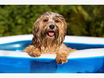 Ilustracja artykułu basen dla psa – modele, wymiary, ceny, opinie, porady