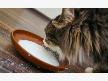 Ilustracja artykułu jakie mleko dla kota jest najlepsze? wyjaśniamy krok po kroku