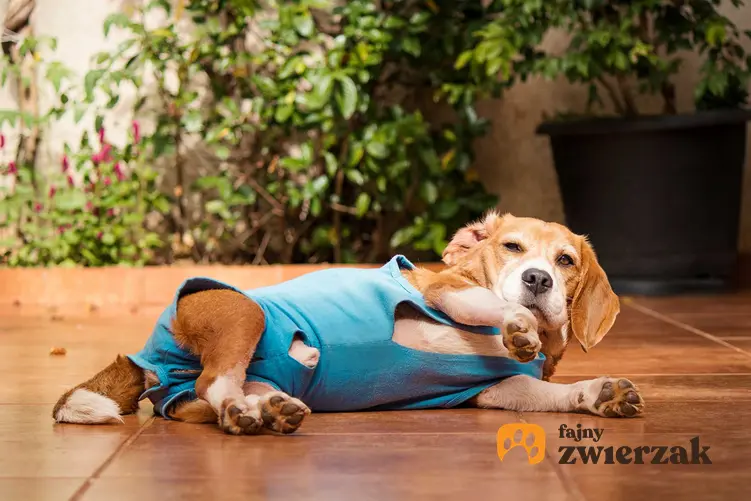 Pies beagle w ubranku pooperacyjnym leżący na ziemi, a także rodzaje, zastosowanie i ceny ubranek