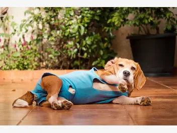 Ilustracja artykułu ubranko pooperacyjne dla psa – rodzaje, ceny, opinie