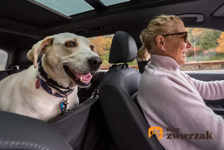 Pies siedzący w samochodzie w foteliku samochodowym dla psów, a także rodzaje fotelików i siedziska samochodowe dla psa