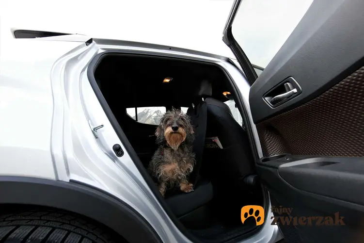 Pies siedzący w samochodzie przy otwartych drzwiach, a także fotelik samochodowy i siedzisko do samochodu dla psów