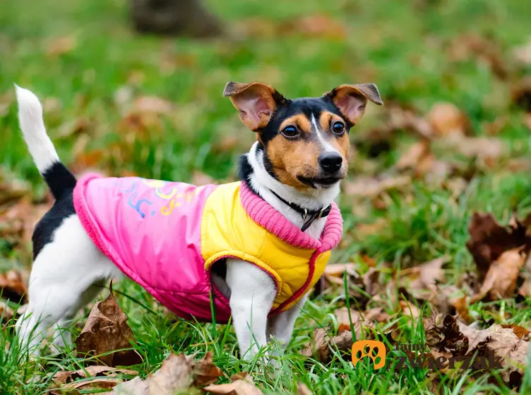 Mały piesek w różowej kurtce stojący na trawie, a także TOP5 ubranek dla psów, jak wybrać, rodzaje, materiały
