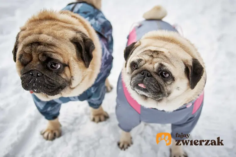 Dwa mopsy w ubrankach dla psów na śniegu, a także TOP5 ubranek dla psów krok po kroku