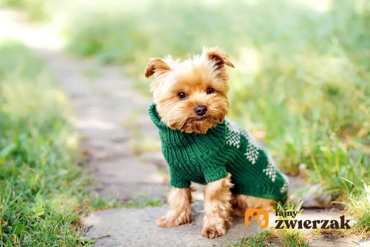 York w zielonym sweterku dla psa, a także rodzaje, ceny oraz opinie dotyczące sweterków dla psów