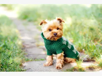 Ilustracja artykułu sweter dla psa – rodzaje, ceny, opinie, samodzielne wykonanie