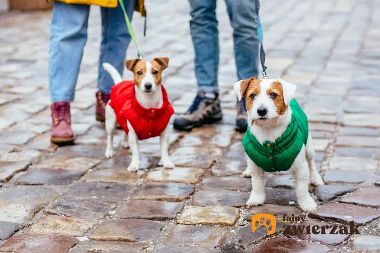 Dwa małe pieski w kurtkach dla psa na spacerze w mieście, a także rodzaje i producenci kurtek dla psa
