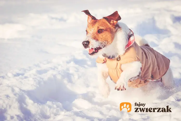 Jack Russel Terrier w kurtce dla psa w różowym kolorze biegający po śniegu, a także rodzaje i producenci kurtek dla psa