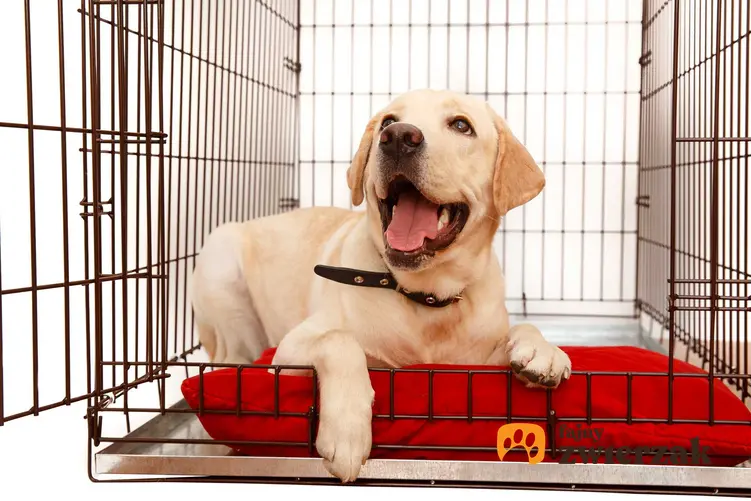 Golden Retriver w klatce kennelowej dla psa, a także opinie, wady i zalety, ceny oraz zastosowanie klatek kennelowych